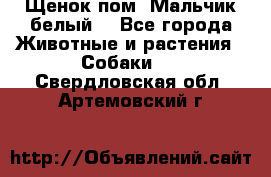 Щенок пом. Мальчик белый  - Все города Животные и растения » Собаки   . Свердловская обл.,Артемовский г.